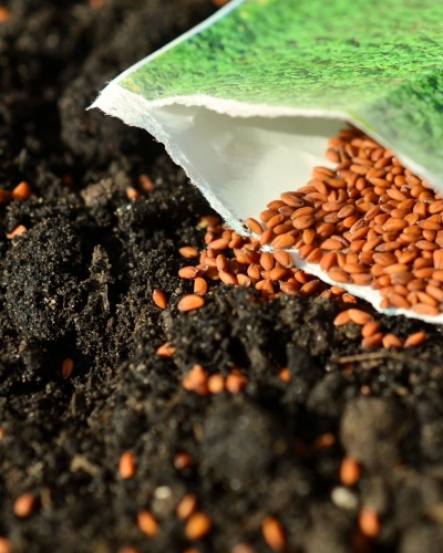 a seed packet open pouring seeds into dirt