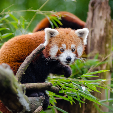 red panda on a tree