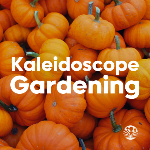 Kaleidoscope Gardening pumpkins