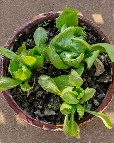 Gardening with STEAM - lettuce in a pot