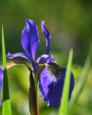 Gardening with STEAM