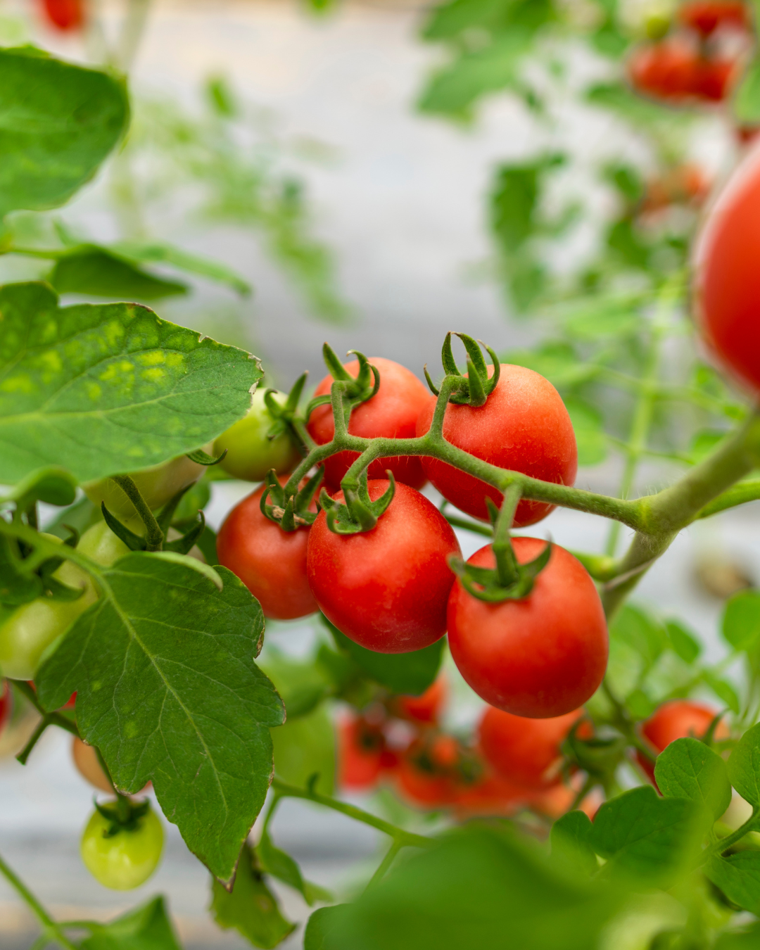 tomatoes in the garden