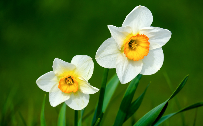 Daffodils outside