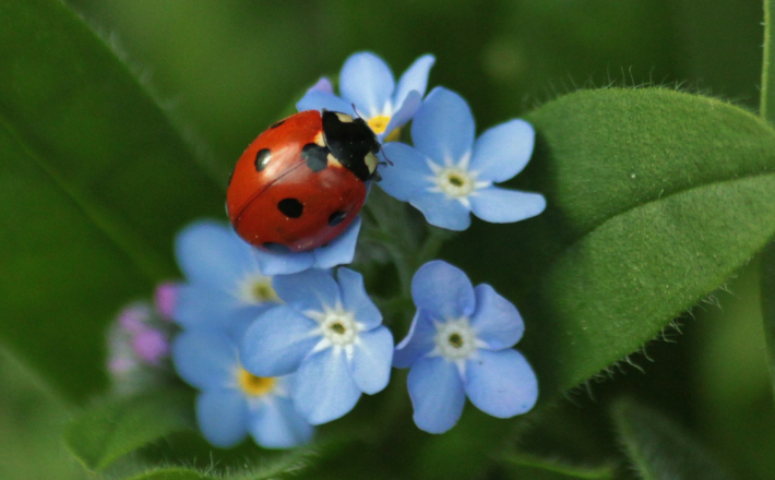 ladybug on a flower